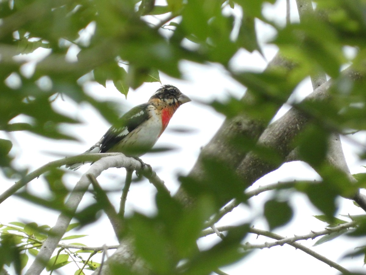 Rose-breasted Grosbeak - ML627926443