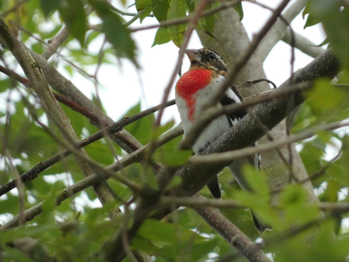 Rose-breasted Grosbeak - ML627926446