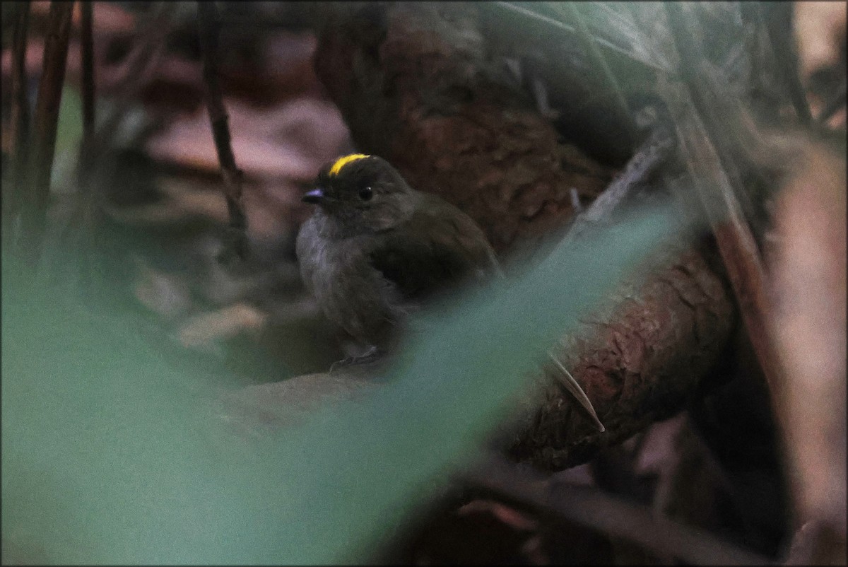 Pale-bellied Tyrant-Manakin - ML627926451