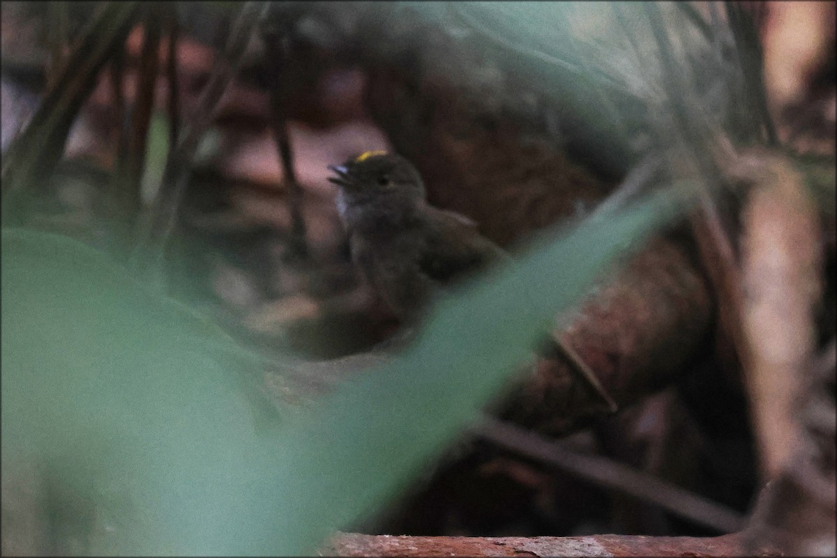 Pale-bellied Tyrant-Manakin - ML627926452