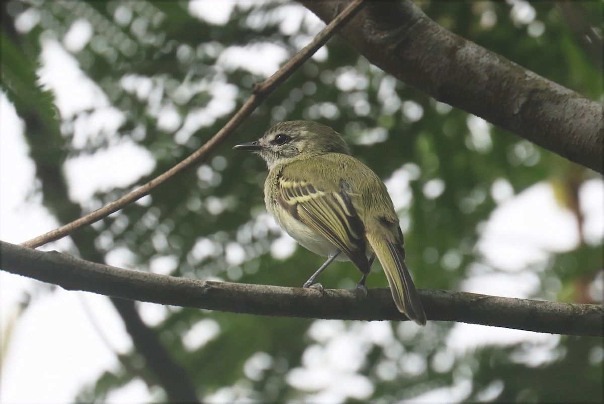 Alagoas Tyrannulet - ML627926459