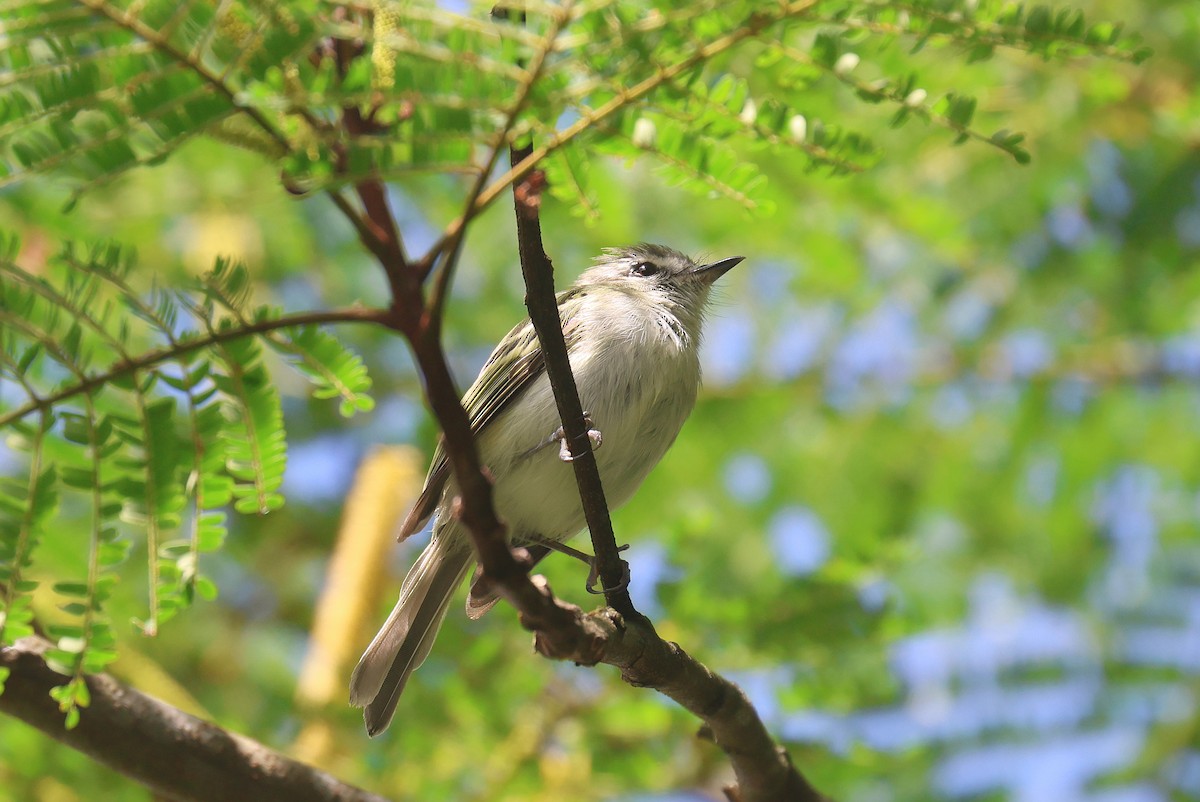 Alagoas Tyrannulet - ML627926460