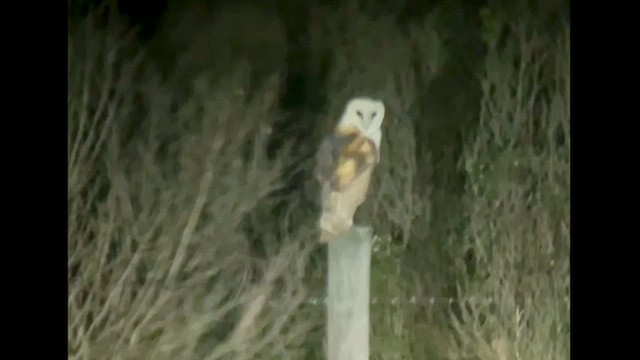 American Barn Owl - ML627926549