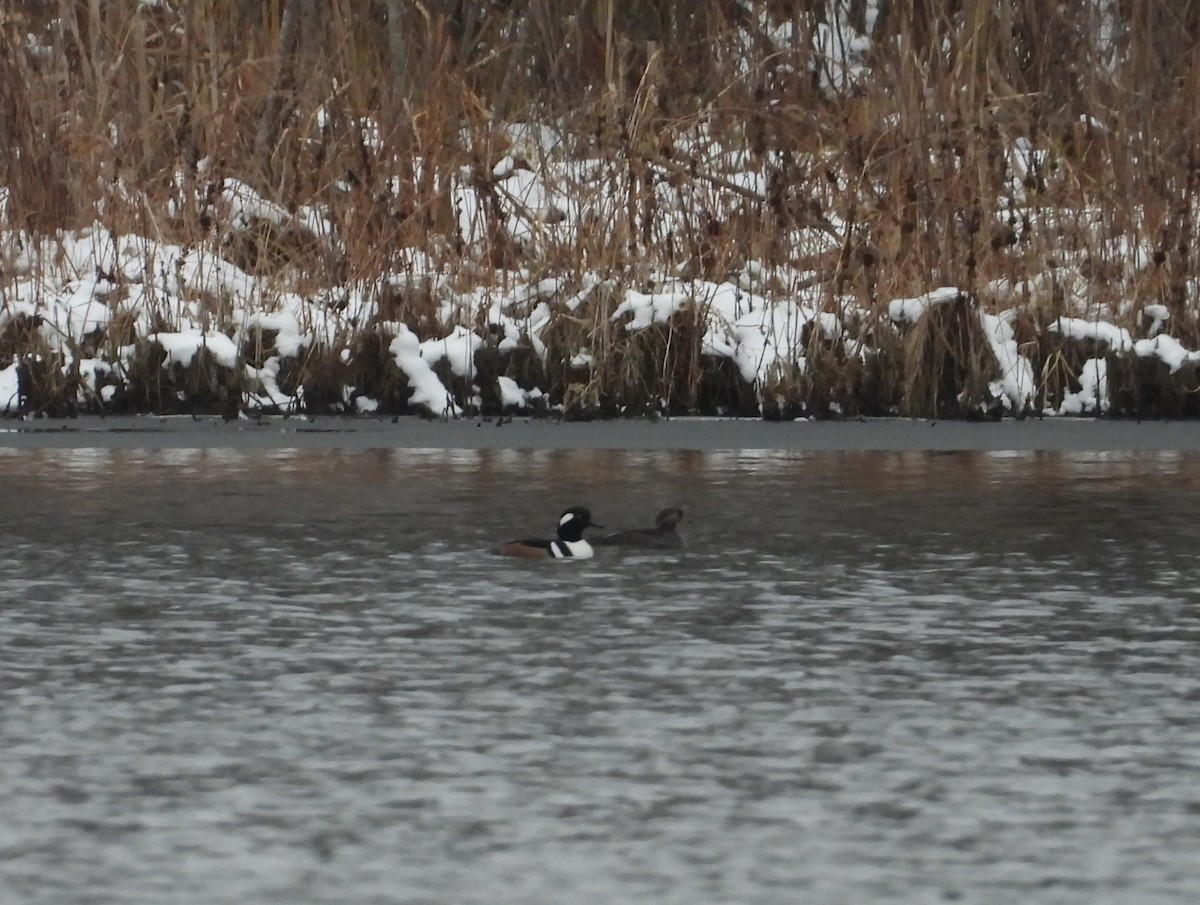 Hooded Merganser - ML627926571