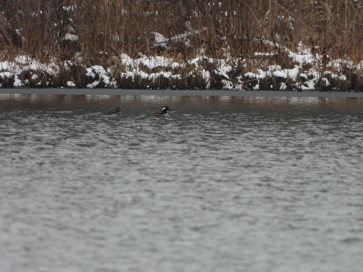 Hooded Merganser - ML627926589