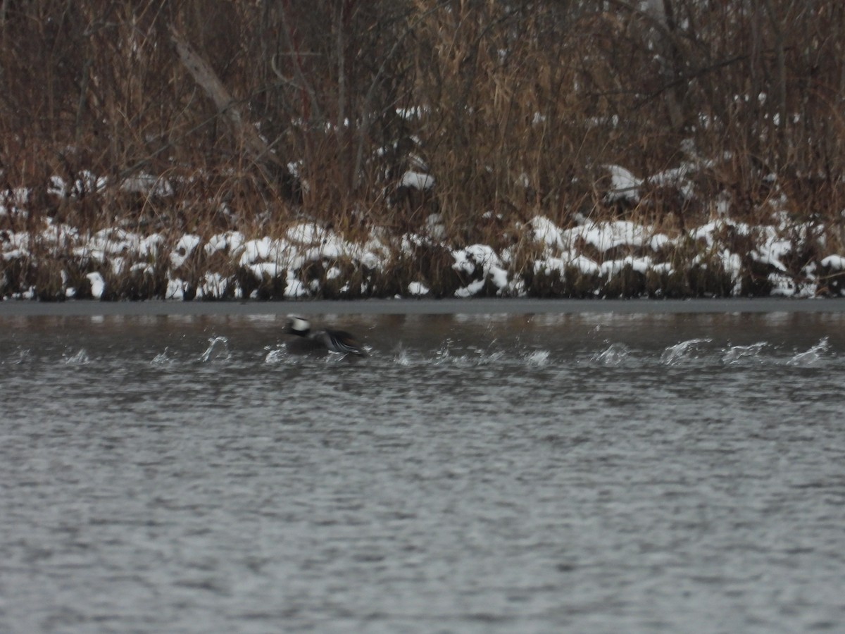 Hooded Merganser - ML627926590
