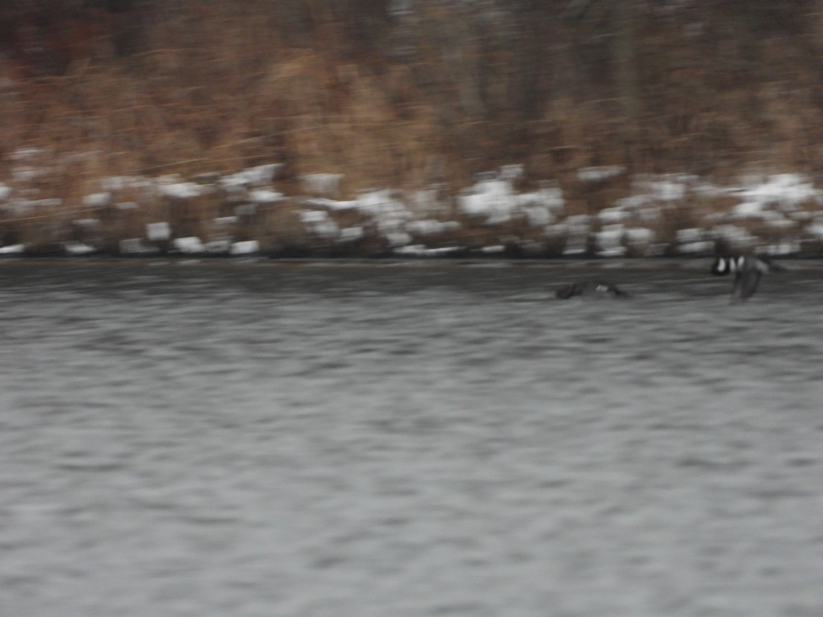 Hooded Merganser - ML627926591