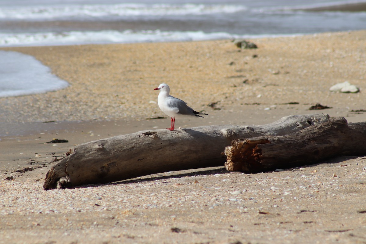 Silver Gull (Red-billed) - ML627926723