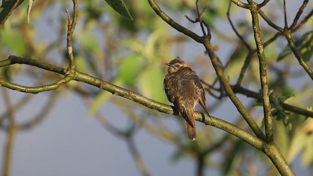 Horsfield's Bronze-Cuckoo - ML627926725