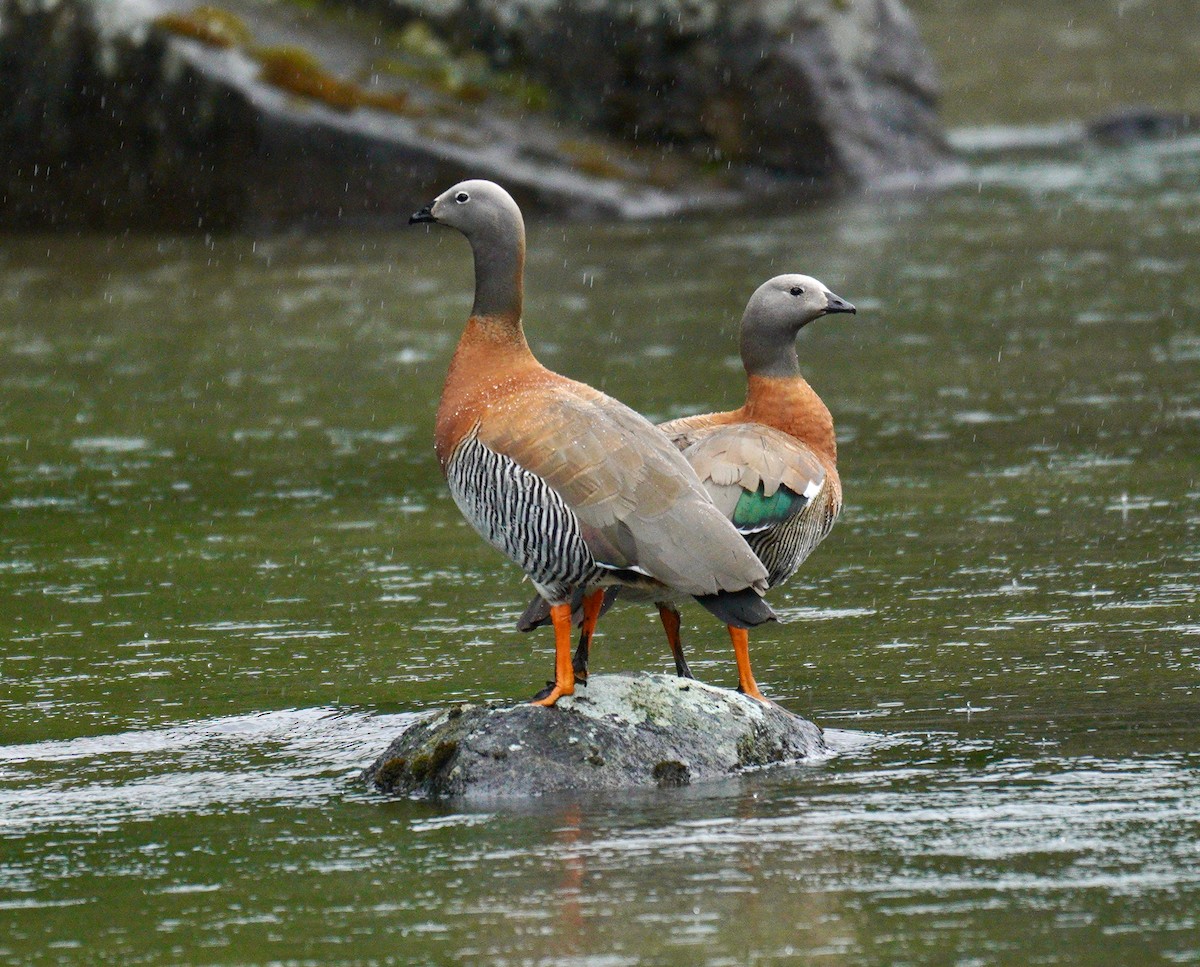 Ashy-headed Goose - ML627926778