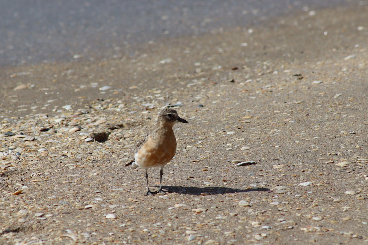 Red-breasted Dotterel - ML627926798