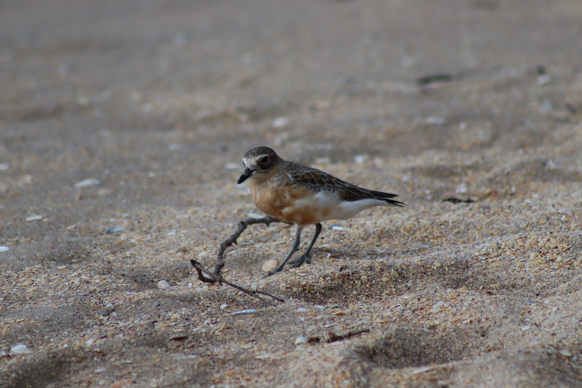 Red-breasted Dotterel - ML627926810