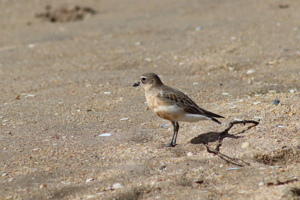 Red-breasted Dotterel - ML627926830