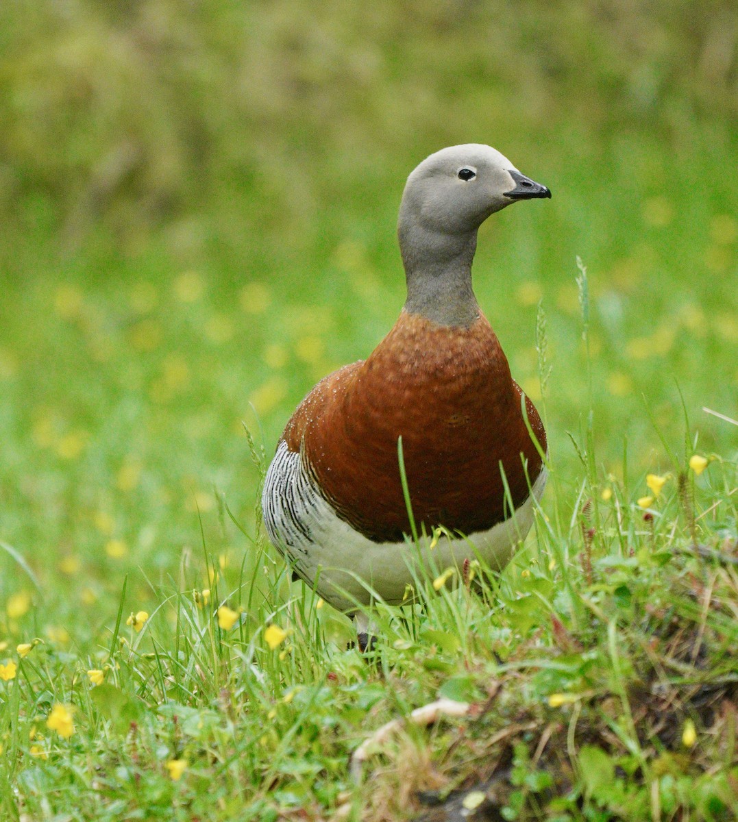 Ashy-headed Goose - ML627926980