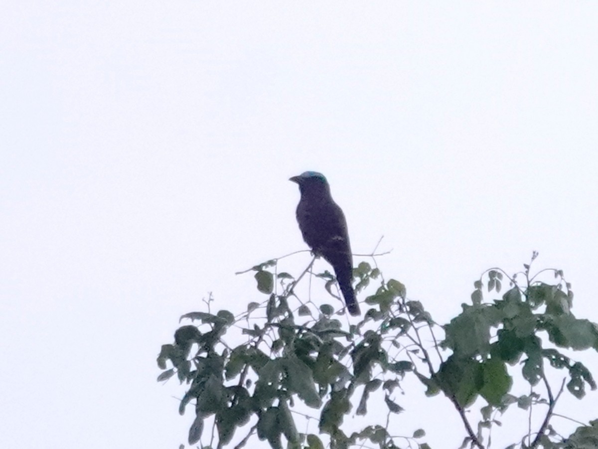 Purple-winged Roller - ML627926990