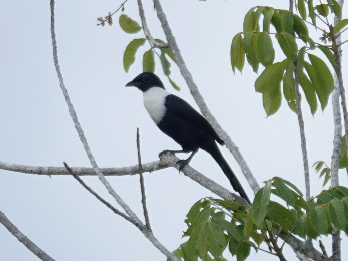 White-necked Myna (Northern) - ML627926994