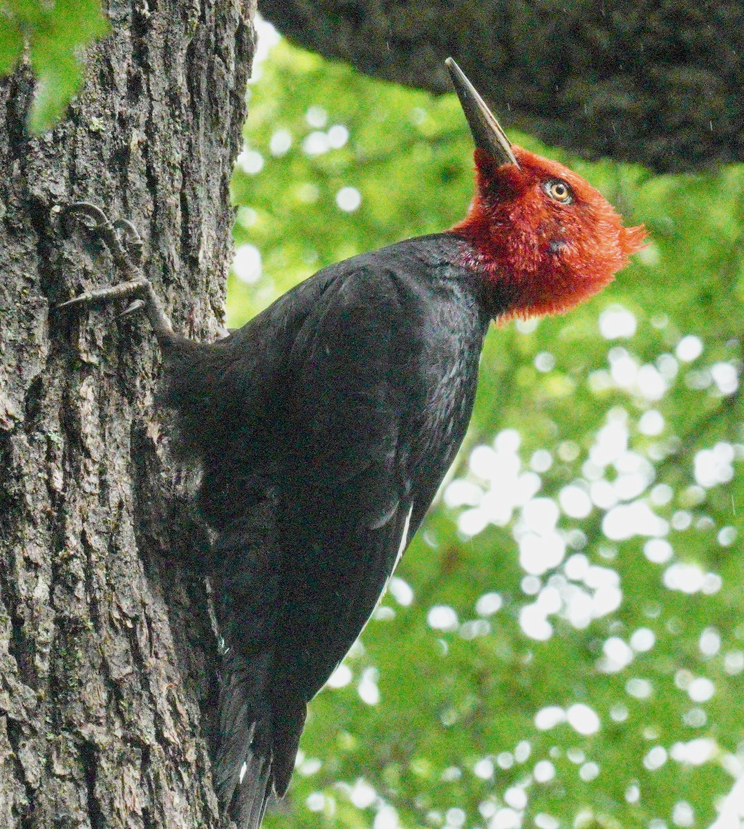 Magellanic Woodpecker - ML627927004