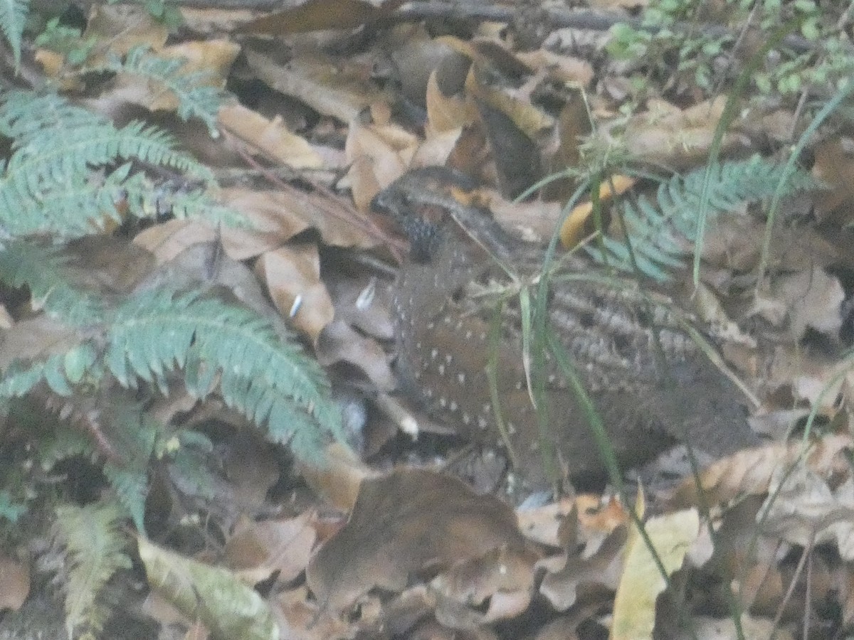 Spotted Wood-Quail - ML627927027