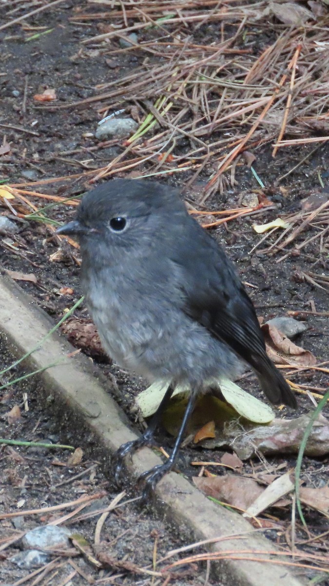 South Island Robin - ML627927037