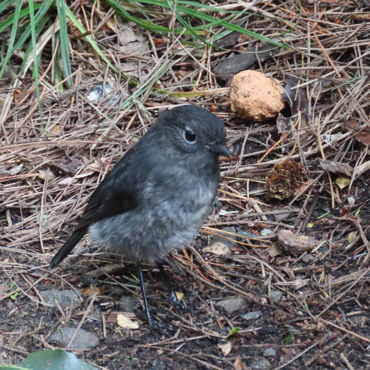 South Island Robin - ML627927039