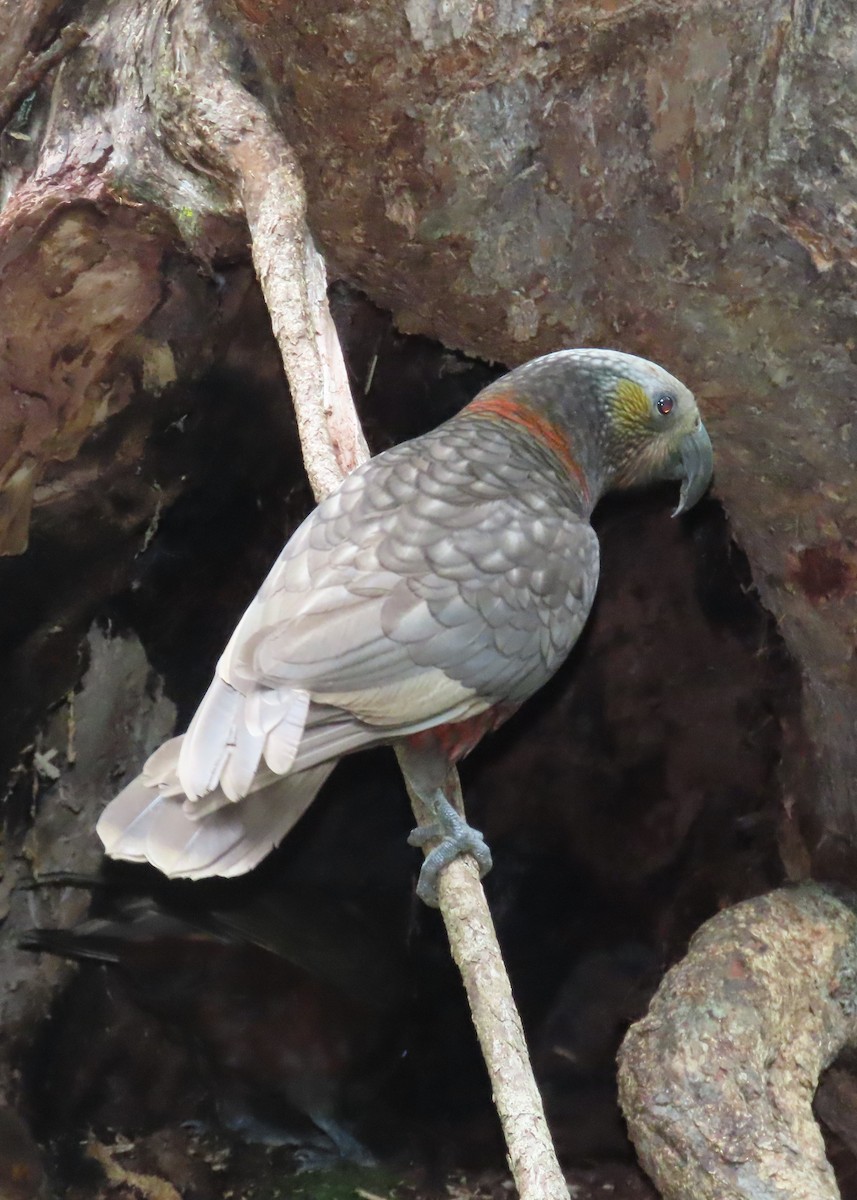 New Zealand Kaka - ML627927054