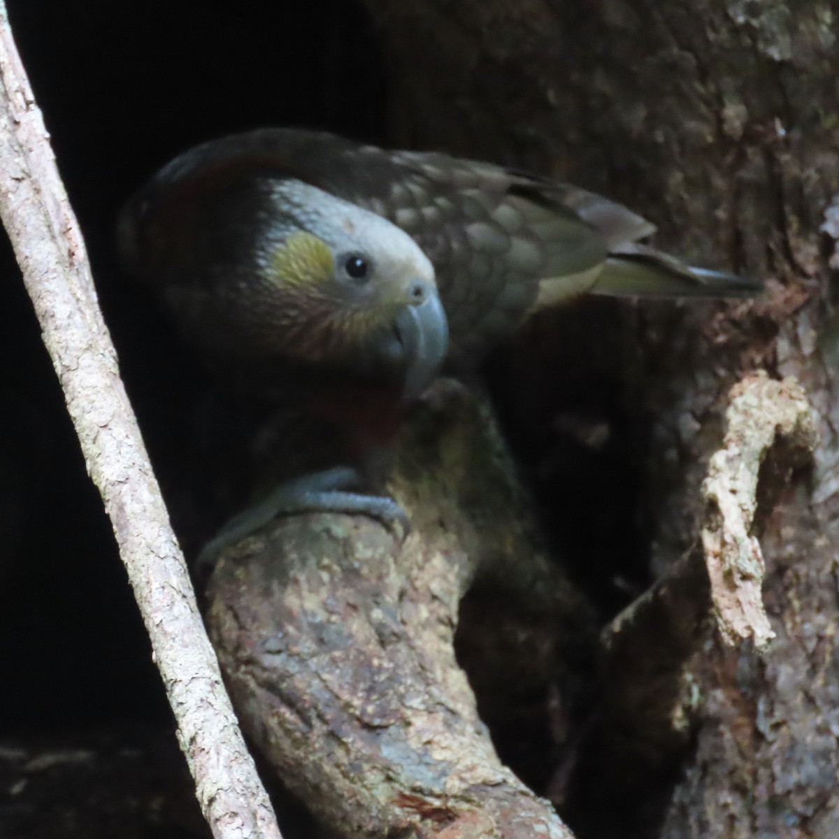 New Zealand Kaka - ML627927055