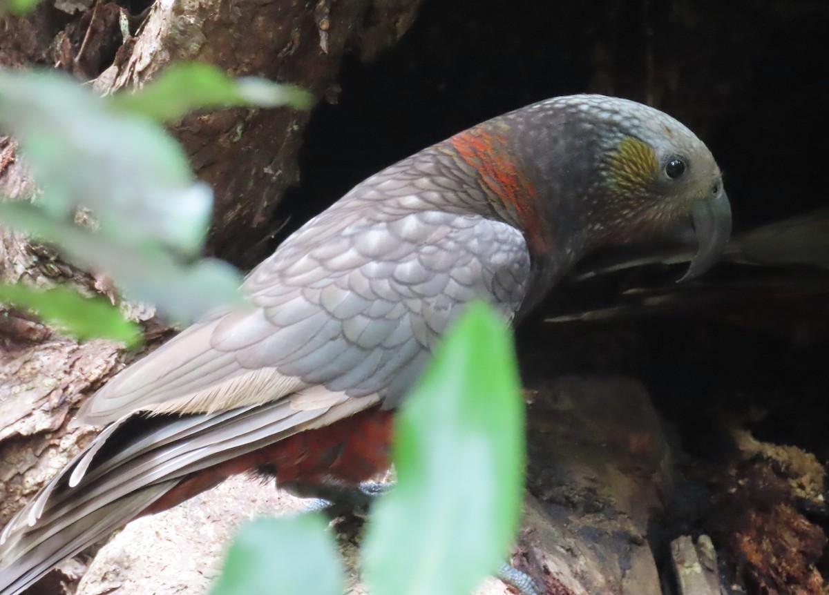 New Zealand Kaka - ML627927056