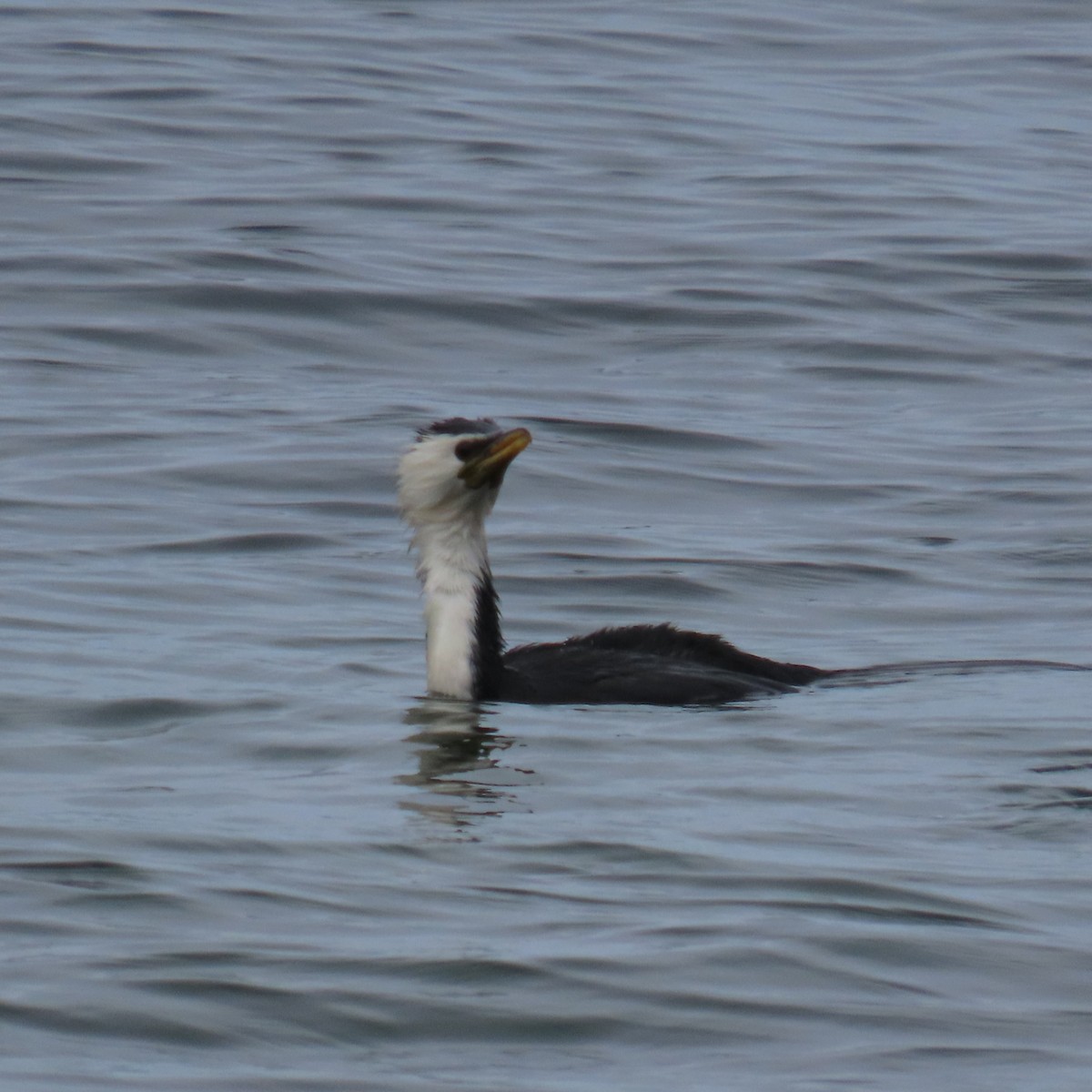 Little Pied Cormorant - ML627927065