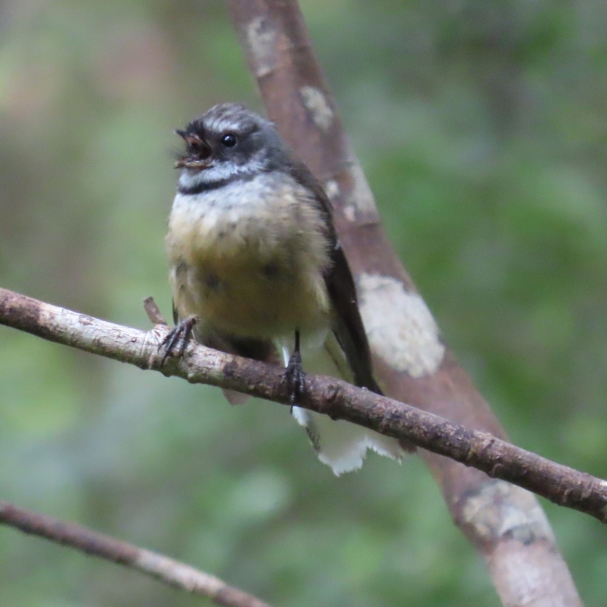 New Zealand Fantail - ML627927076