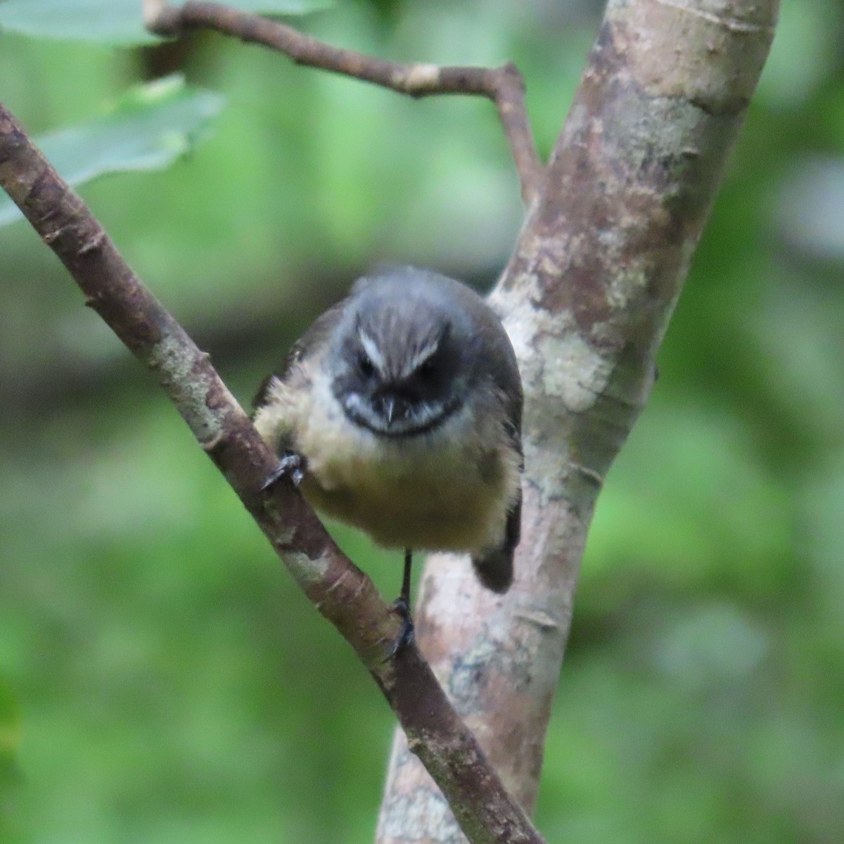 New Zealand Fantail - ML627927077