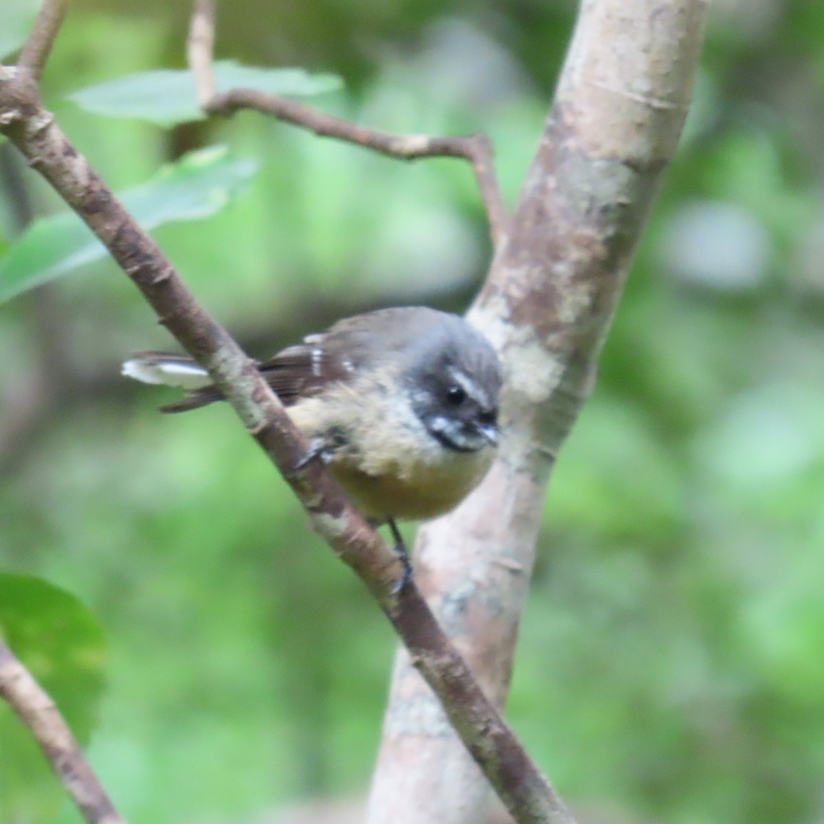 New Zealand Fantail - ML627927078