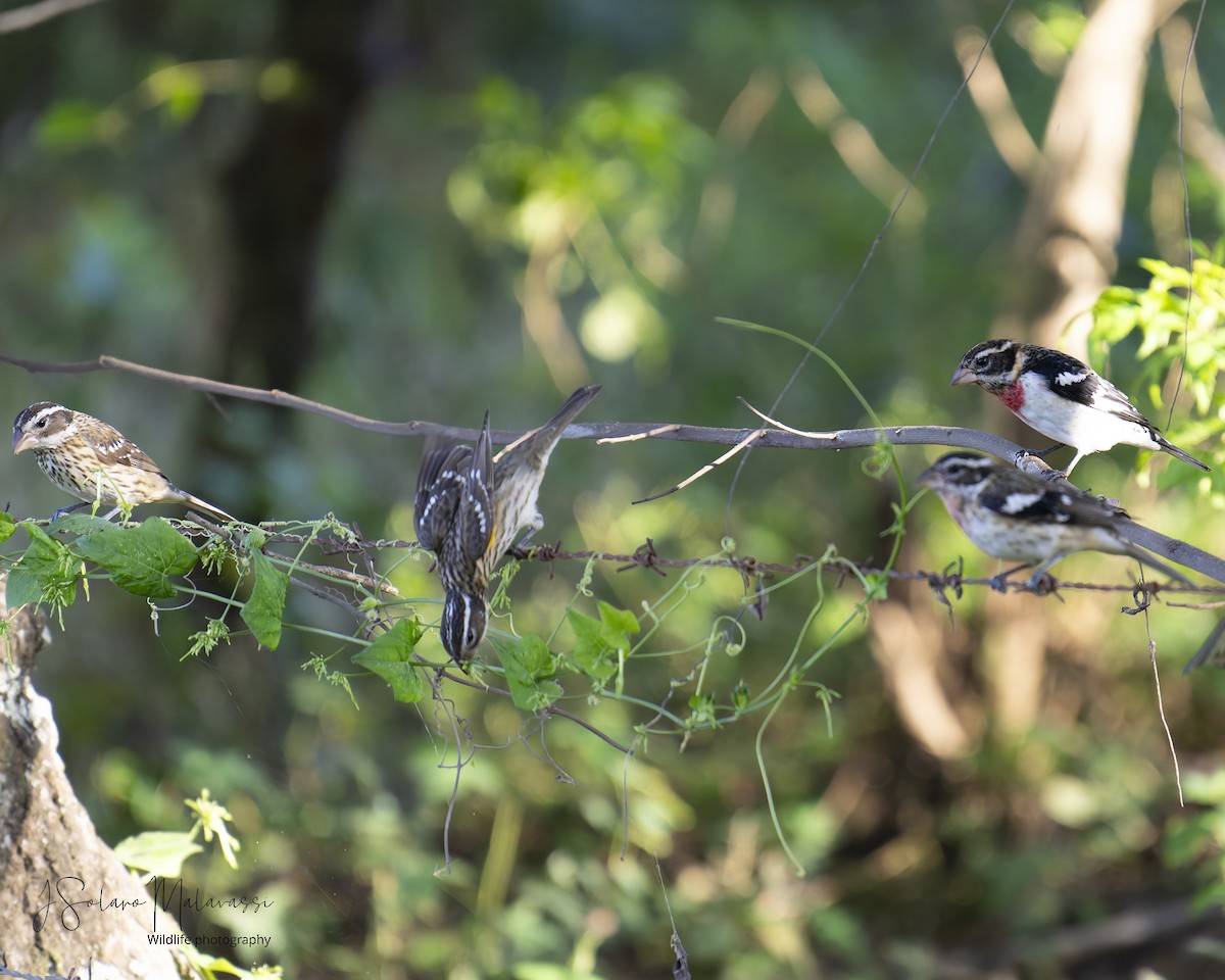 Rose-breasted Grosbeak - ML627927079