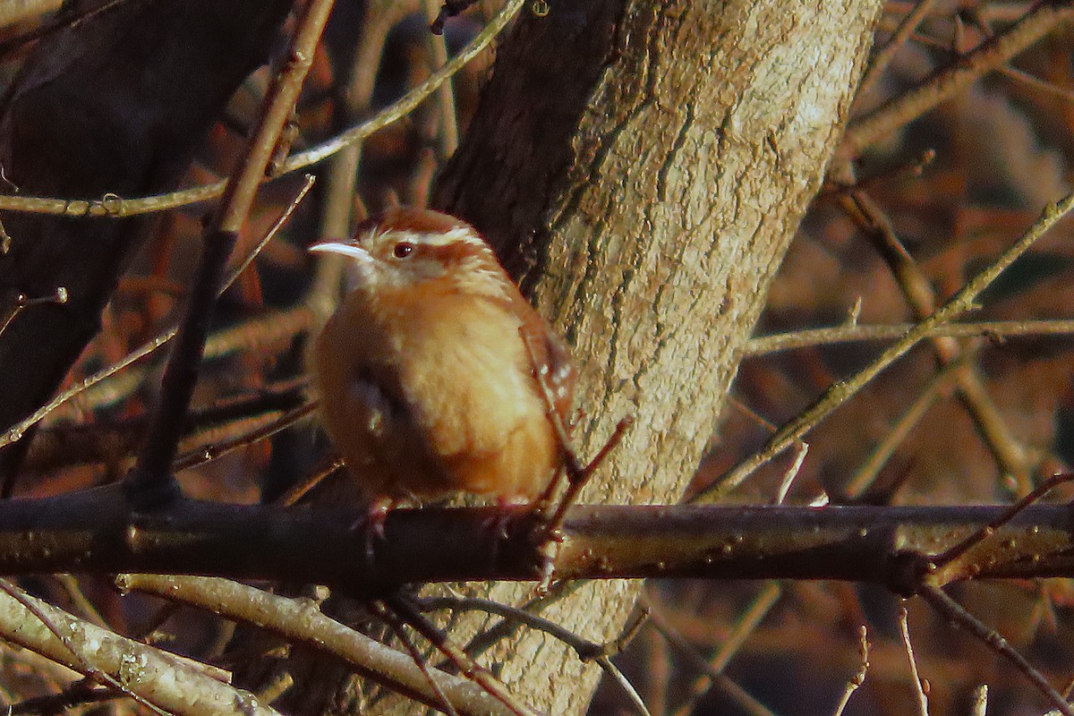 Carolina Wren - ML627927082