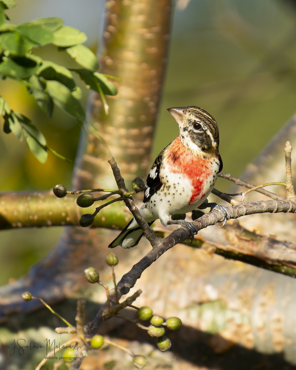 Rose-breasted Grosbeak - ML627927084