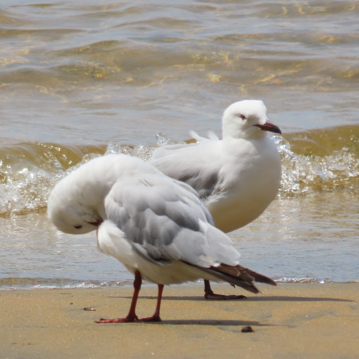 Silver Gull (Red-billed) - ML627927095