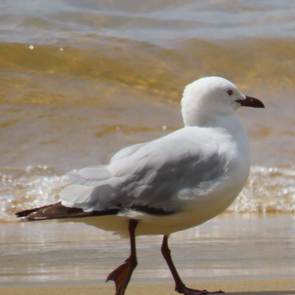 Silver Gull (Red-billed) - ML627927096