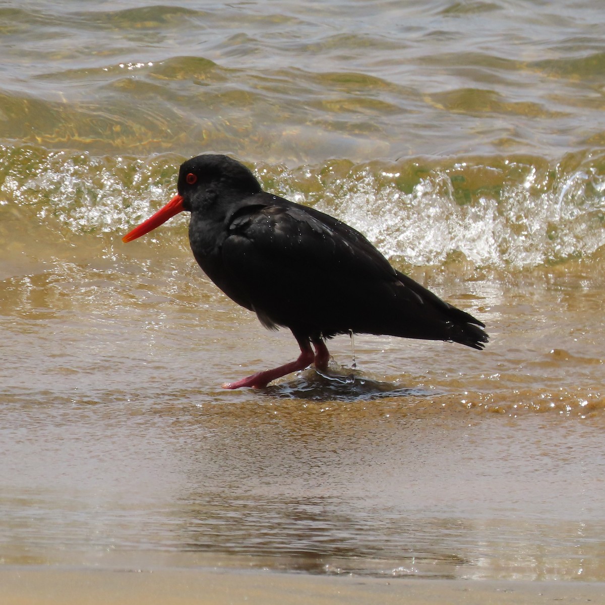 Variable Oystercatcher - ML627927097