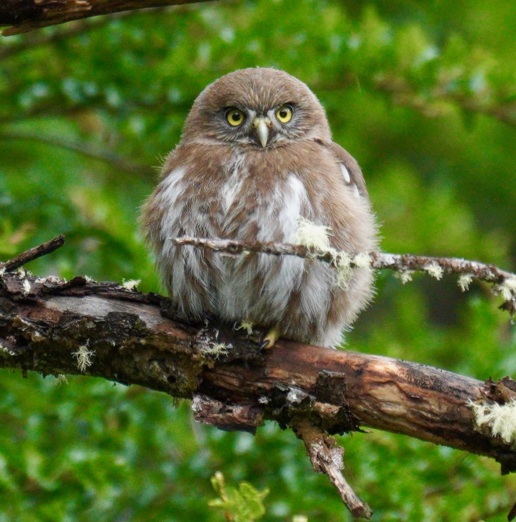 Austral Pygmy-Owl - ML627927101