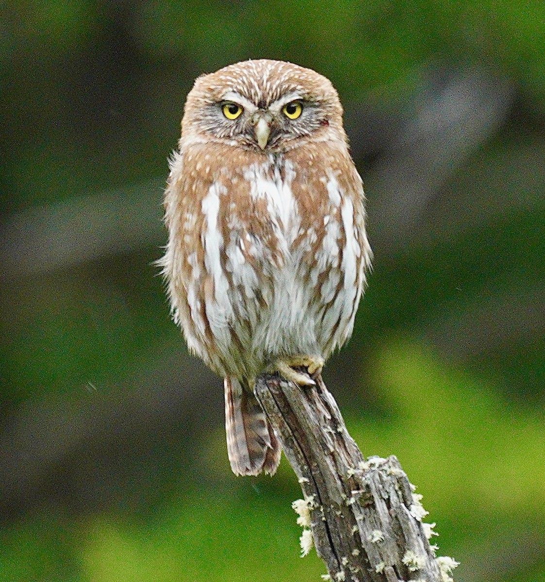 Austral Pygmy-Owl - ML627927102