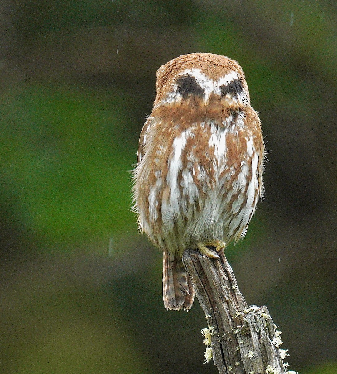 Austral Pygmy-Owl - ML627927104