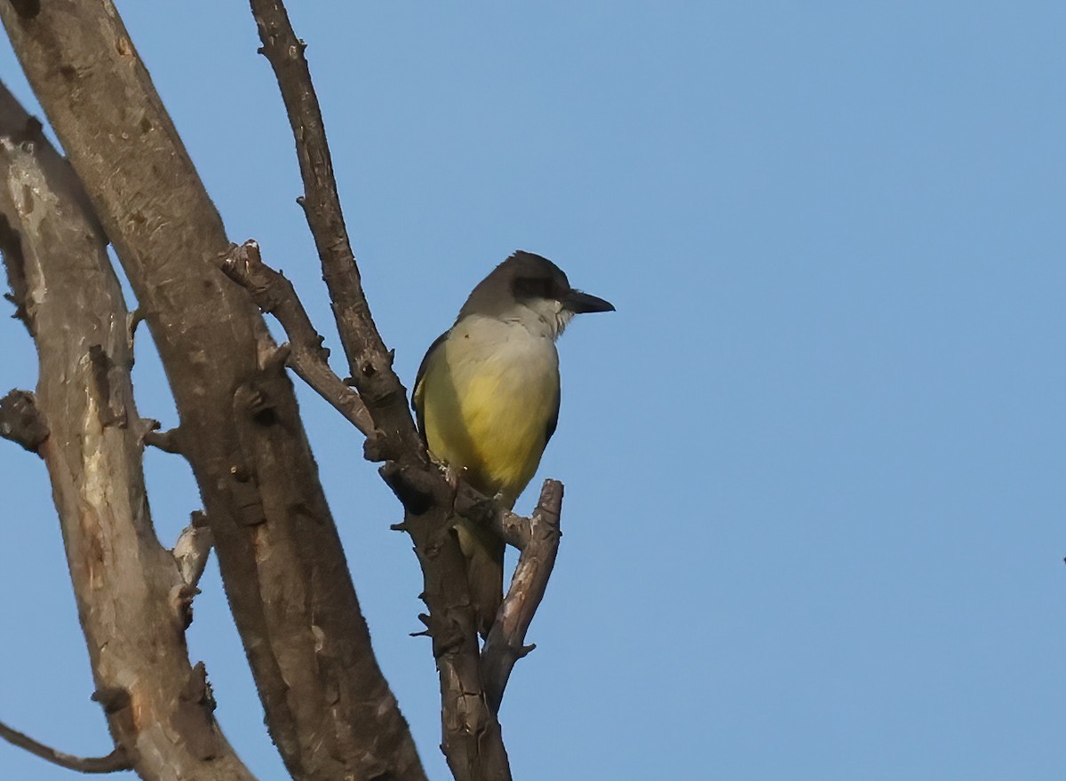 Thick-billed Kingbird - ML627927159