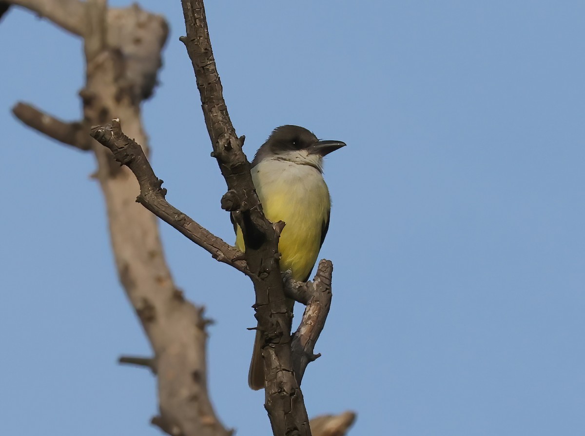 Thick-billed Kingbird - ML627927160