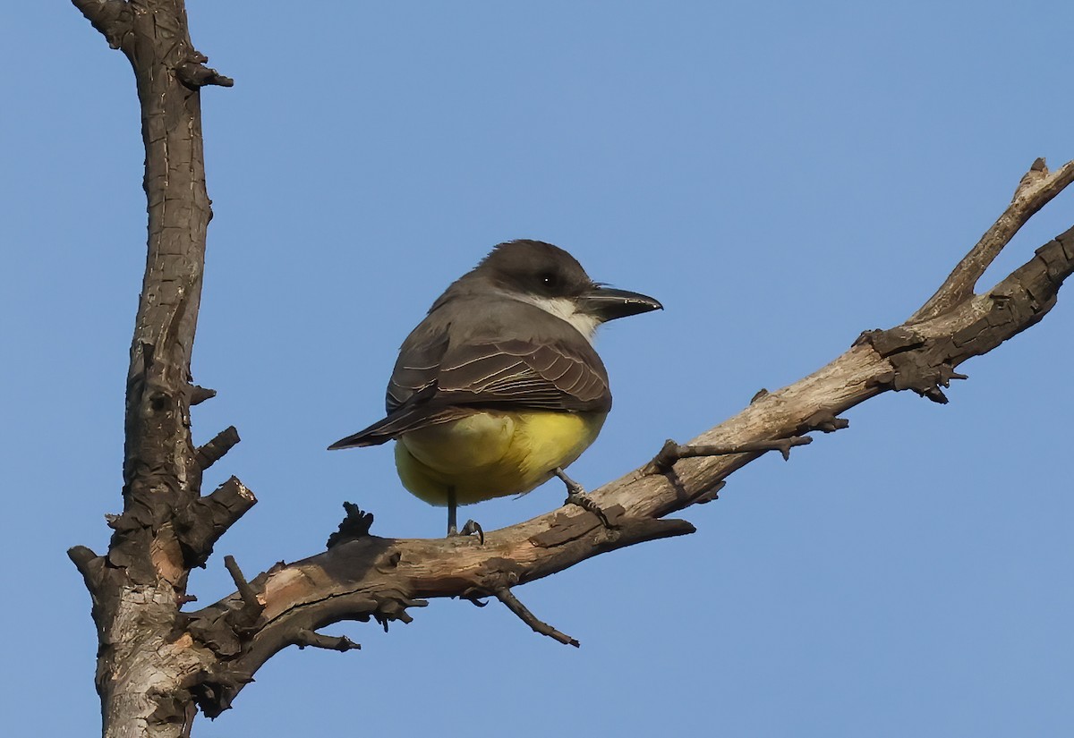 Thick-billed Kingbird - ML627927161