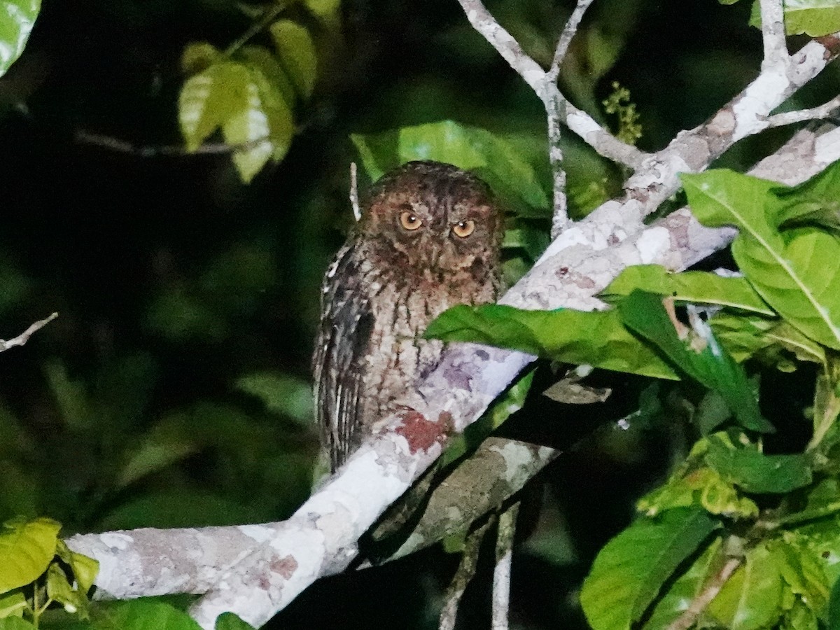 Sulawesi Scops-Owl - ML627927171