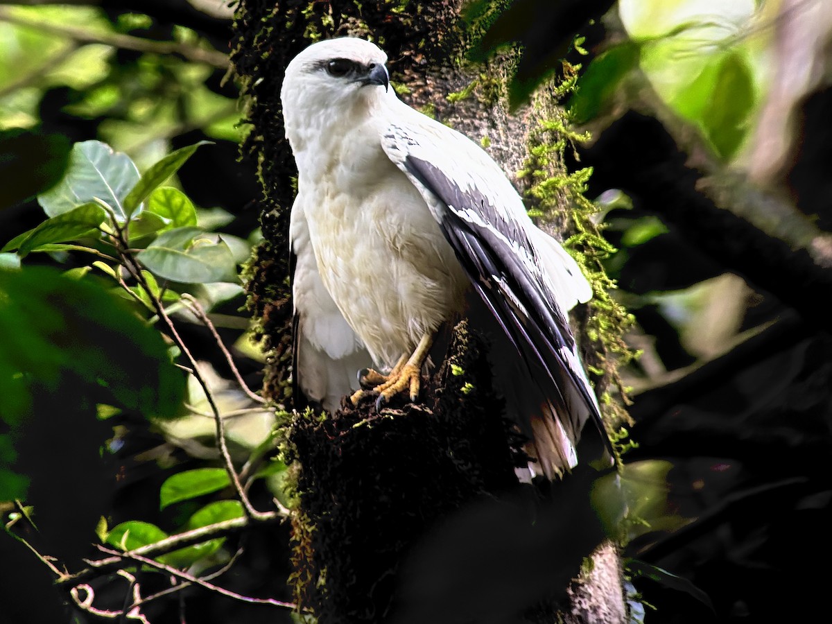 White Hawk - ML627927196