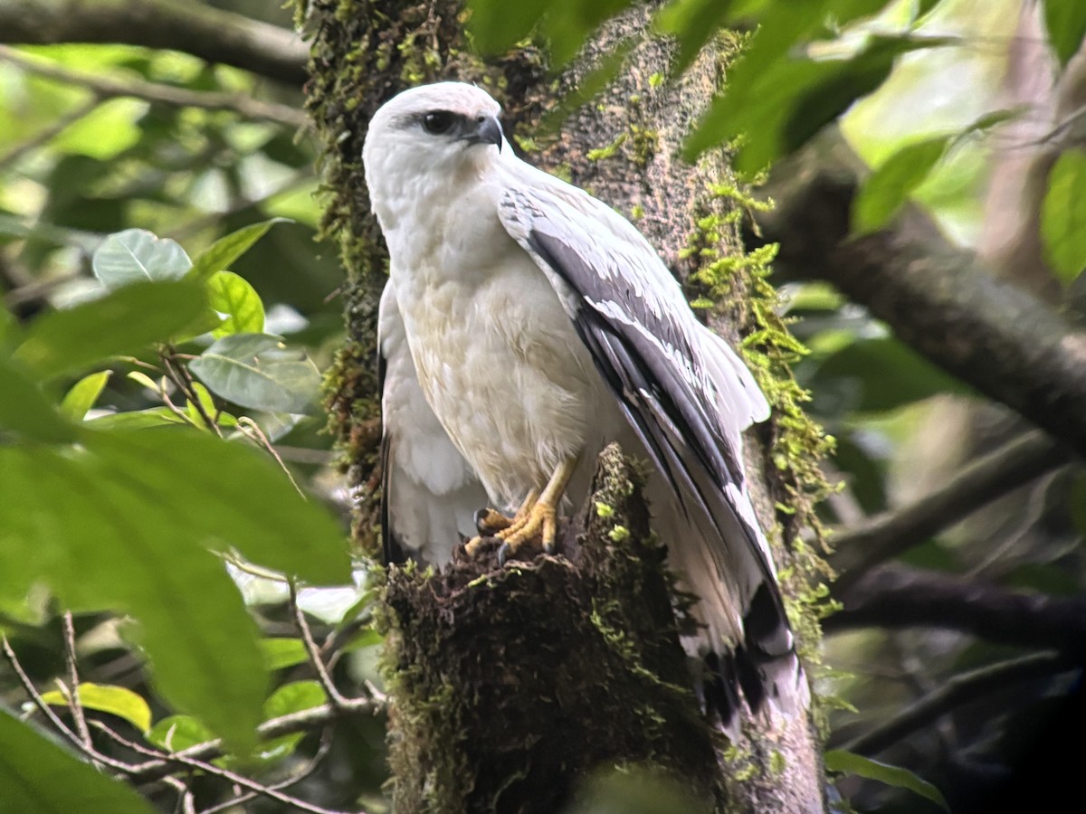 White Hawk - ML627927197
