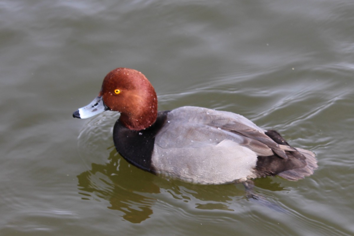 Redhead - ML627927201