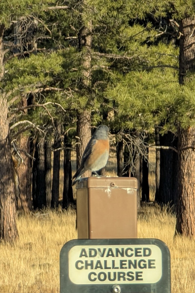 Western Bluebird - ML627927223