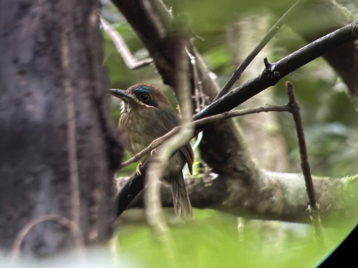 Tody Motmot - ML627927230