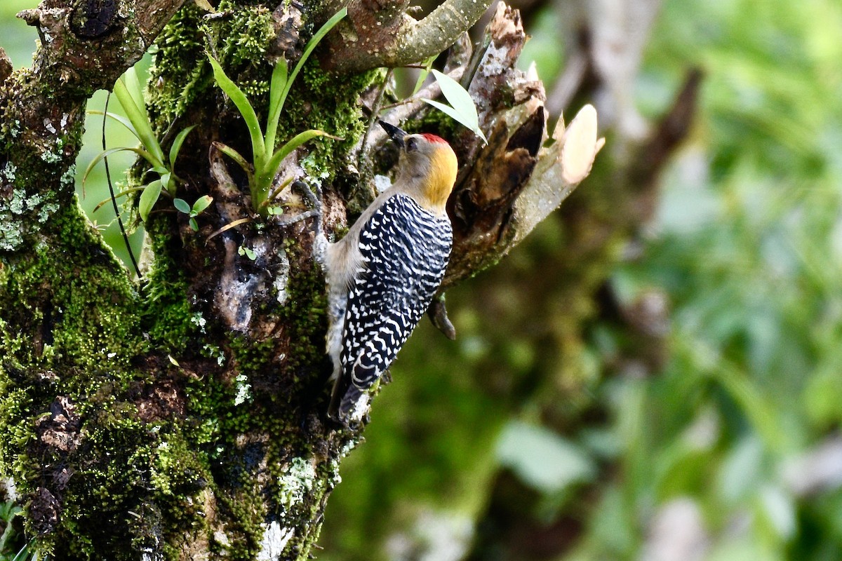 Hoffmann's Woodpecker - ML627927236